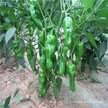 Suntoday cor vegetal orgânico de boa qualidade planta sementes de pele fina para venda on-line pimenta sementes de pimentão (21011)
